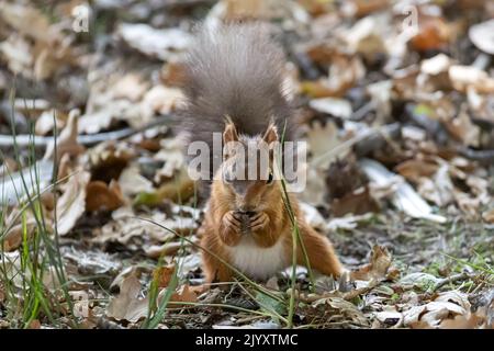 Mangiare, scoiattolo rosso eurasiatico, Sciurus vulgaris, National Trust, Brownsea Island, Dorset, Regno Unito Foto Stock