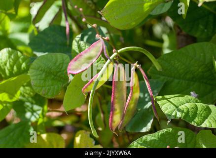 Maturazione Mietitura - primo piano di piante vegetali fresche di Lablab Beans 'Yings' (Lablab purpureus) che crescono in un Giardino britannico Foto Stock