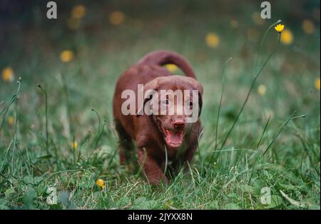 Cucciolo di laboratorio che cammina in campo di fiori Foto Stock