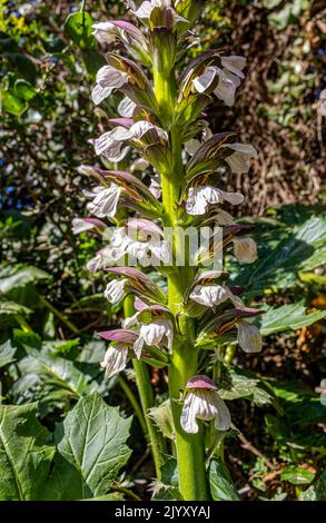 Acanthus mollis, comunemente noto come braghe di orso, molo di mare Foto Stock