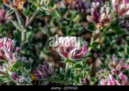 Loto hirsutus - nome comune: trifoglio di canarino e la falena di longhorn o corno lungo di colore giallo (Nemophora degeerella) Foto Stock