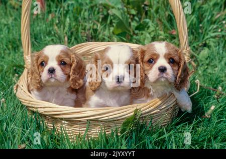 Re Carlo Spaniel cuccioli seduti nel cestino Foto Stock