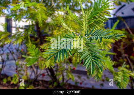 Acacia dealbata, l'acqua d'argento Foto Stock