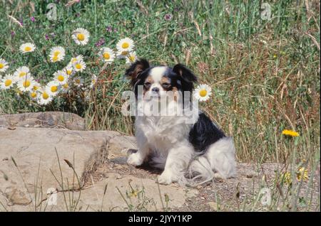 Chihuahua seduto sulla roccia di fronte al cespuglio di fiori Foto Stock