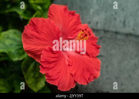 Hibiscus Flower Closeup. Petali rossi su sfondo verde foglie Foto Stock