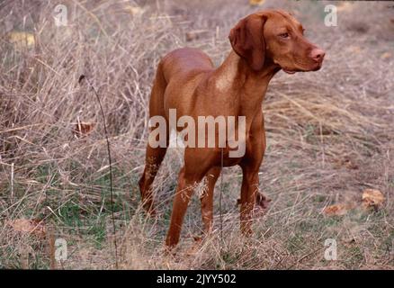 Vizsla in piedi in campo con erba alta Foto Stock