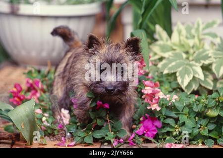 Cairn Terrier cucciolo in piedi in fiori viola sul patio Foto Stock