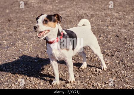 Jack Russell Terrier in piedi in ghiaia e sporcizia Foto Stock