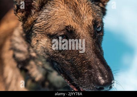 Un cane da lavoro militare del 820th base Defense Group, 93rd Air Ground Operations Wing, conduce corsi di confidenza in acqua al Wild Adventures Theme Park, Georgia, 6 settembre 2022. Le unità 820 BDG e 23 SFS K9 hanno istruito i cani da lavoro militari sul condizionamento dell'acqua, la pattuglia acquatica, il recupero di acque profonde, gli ostacoli d'acqua, il morso mentre in acqua e la cura di Casualty di combattimento tattico anfibio. (STATI UNITI Foto dell'aeronautica di 1st Lt Katie Tamesis) Foto Stock