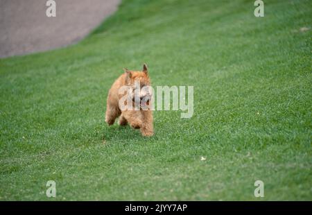 Cucciolo di Wheaten Terrier rivestito morbido che scorre attraverso l'erba all'esterno Foto Stock