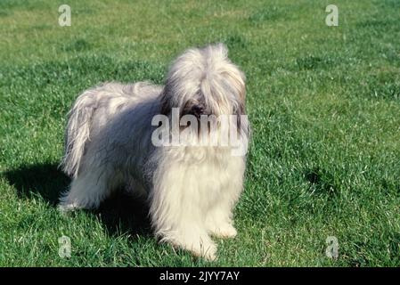 Terrier tibetano all'aperto in erba nelle giornate di sole Foto Stock