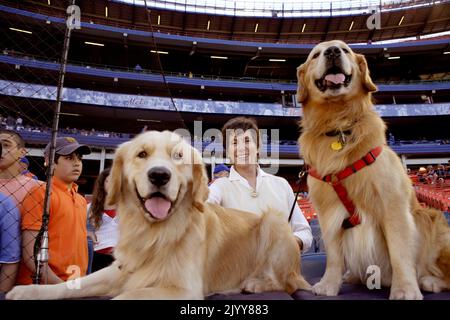 Judy Kessler, moglie del proprietario dei New York Mets Fred Wilpon con i suoi due Golden Retrievers sul campo di Shea Stadium nel 2006. Foto Stock