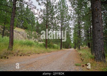 Il Kettle Valley Rail Trail attraverso una Pine Forest. Il percorso ferroviario di Kettle Valley attraverso una pineta sopra il banco Naramata nella valle di Okanagan Foto Stock