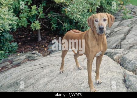 Rhodesian Ridgeback in piedi su superficie rocciosa all'esterno Foto Stock