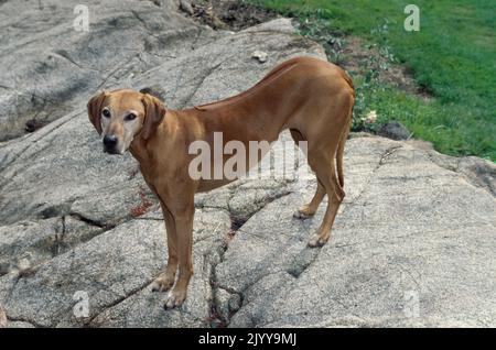 Rhodesian Ridgeback in piedi su superficie rocciosa all'esterno Foto Stock