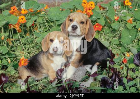 Due cuccioli di aquila seduti in giardino con fiori d'arancio Foto Stock