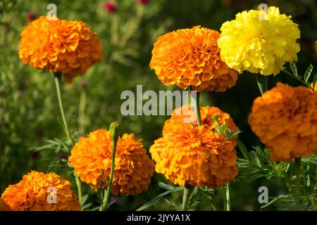 Tagetes fiore arancione, marigold africano, fiore tagetes, marigold, letto di fiori, Tagetes erecta, Fiori Foto Stock