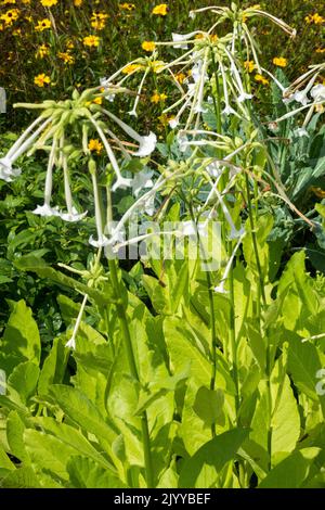 Bianco, Nicotiana sylvestris, tabacco, pianta, Giardino, Letto a fiori tubolari, fiori, inizio autunno Foto Stock