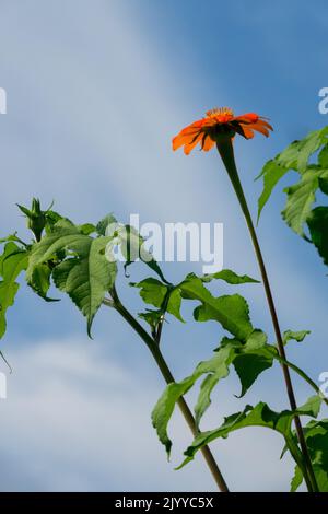 Girasole Messicano, Titonia rotundifolia, Fiore, Ritratto, singolo, Titonia, Rosso, Bloom, erbaceo, pianta Foto Stock