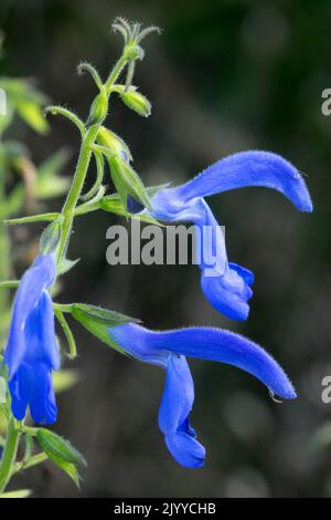 Salvia Sage, Salvia patens 'Angelo Azzurro', Salvia Fiore Sage Ritratto Salvia Angelo Azzurro Foto Stock