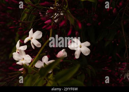 primo piano fiori di gelsomino Foto Stock