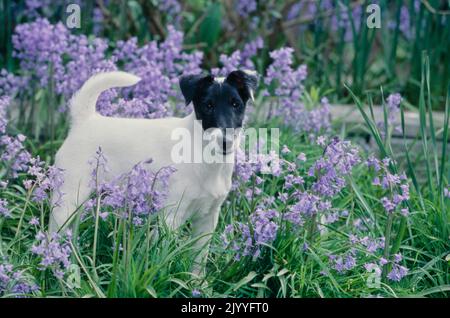 Cappotto liscio Fox Terrier in fiore cespuglio Foto Stock