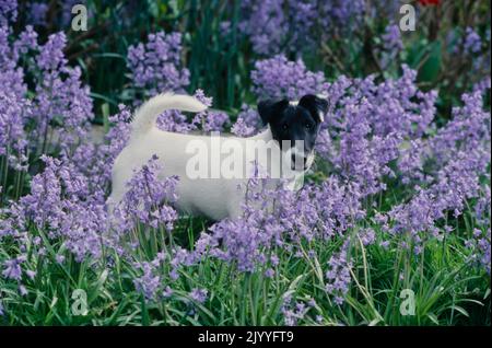 Cappotto liscio Fox Terrier in fiore cespuglio Foto Stock