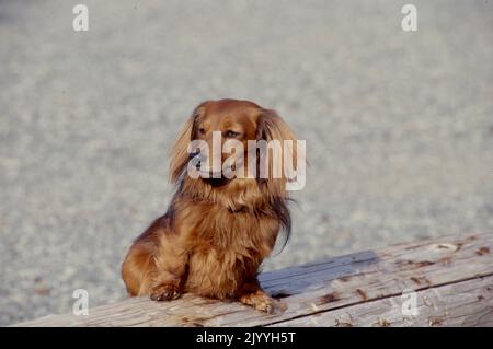 Dachshund sul log Foto Stock