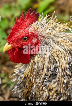Primo piano di un gallo di bantam nel cortile Foto Stock