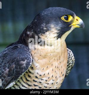 Primo piano colpo di testa di un falco peregrino un uccello di preda Foto Stock