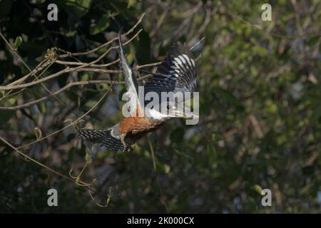 Una femmina Kingfisher ad anello, Megaceryle torquata, arroccata su un albero nel Pantanal del Brasile. Sono il più grande dei Kingfishers. Foto Stock