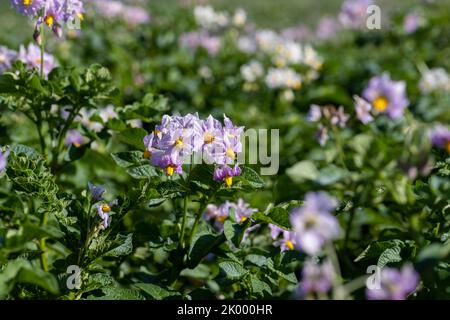 Campo di patate con cespugli verdi di patate fiorite, campo agricolo con patate nella stagione estiva Foto Stock