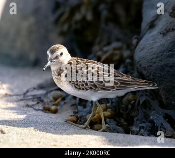 Solitario Sandpiper (Tringa solitaria). Sulla spiaggia di St-Etienne nel fiordo di Saguenay, si può osservare questo uccello che si nutrono sulla riva con la bassa marea. Foto Stock