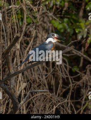 Una femmina Kingfisher ad anello, Megaceryle torquata, arroccata su un albero nel Pantanal del Brasile. Sono il più grande dei Kingfishers. Foto Stock