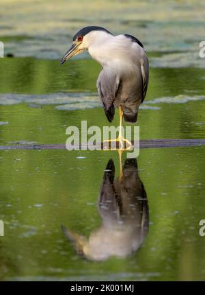 È come che l'uccello stia facendo una curtsy. Airone notturno con corona nera che si appollaiava su un log galleggiante sul lago nel parco cittadino di Montreal. Foto Stock