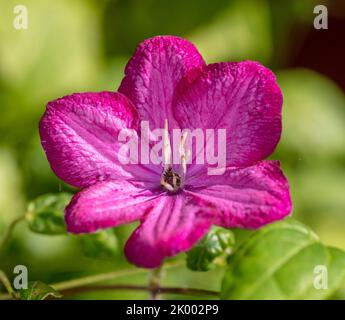 Klematis (Clematis ibrido), gruppo fiorito tardo "Ville de Lyon" Foto Stock