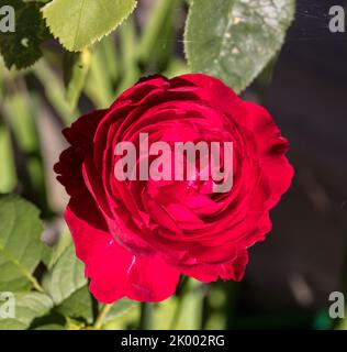 "LD Braithwaite, Auscrim' rosa inglese, Engelsk ros (rosa) Foto Stock