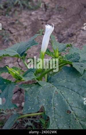 Allucinogeno pianta Tromba del diavolo (Datura stramonio). Fiore bianco di Jimsonweed ( Jimson weed ), mela di Thorn o serpente del Diavolo. Foto Stock