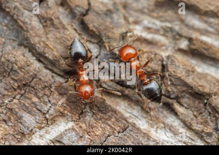 I lavoratori di Acrobat ANT (Crematogaster laeviuscula) si passano l'un l'altro andando in direzioni opposte sul lato di un albero. Foto Stock