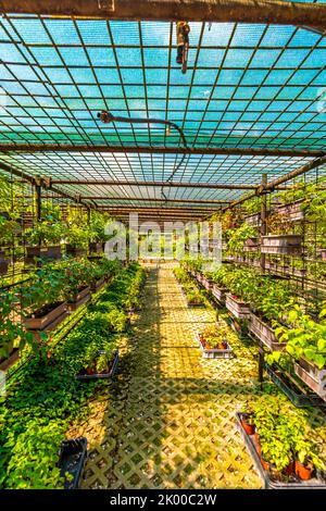 Interno della serra con piante in crescita. Foto Stock