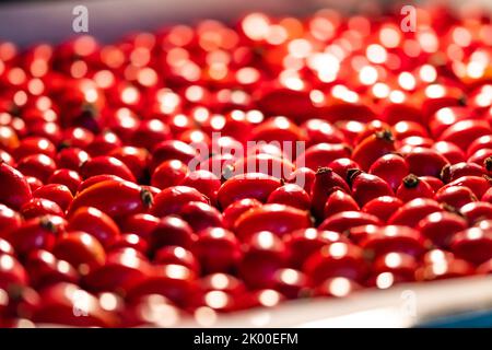 Dettaglio macro vista di fianchi di rosa cane (nome latino Fructus cynobati) preparati per l'essiccazione. I fianchi di rosa essiccati sono fonte importante di vitamine in alternativa Foto Stock