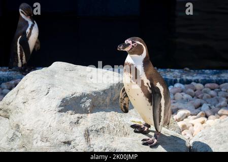 Humboldt Penguin al Sealife Adventure Zooquarium attrazione turistica a Southend on Sea, Essex, Regno Unito. Spheniscus humboldti Foto Stock