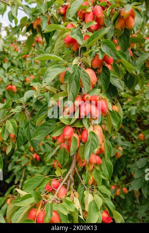 Malus di granchio di Apple 'John Downie' Foto Stock