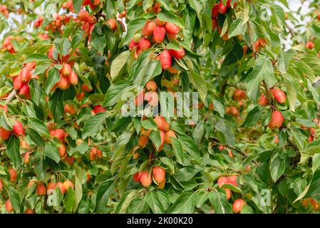 Malus di granchio di Apple 'John Downie' Foto Stock