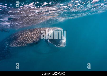 Lo squalo balena Juvenil si alimenta vicino alla superficie con la bocca aperta Foto Stock