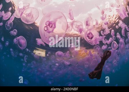 Fioritura di meduse Aurelia aurita in un mare inquinato di plastica Foto Stock