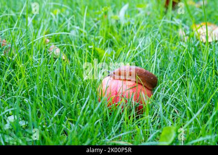 Un taglio sulla mela rossa nell'erba Foto Stock