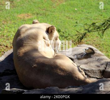 Lionessa africana bianca (Panthera leo krugeri) riposante in uno zoo dopo un pasto abbondante : (pix SShukla) Foto Stock