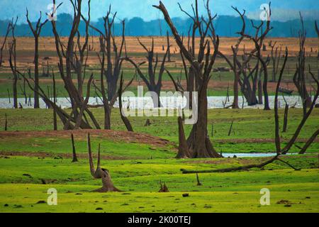 Paesaggio di Waterland, alberi annegati asciutti, Parco Nazionale di Udawalawe, Sri Lanka, Asia Foto Stock