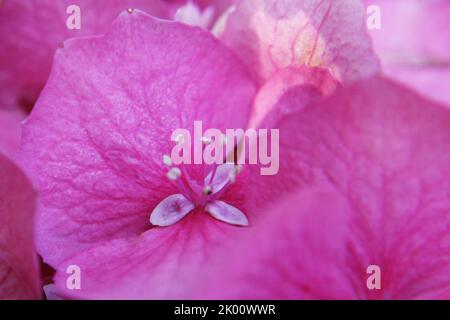 Rosa brillante bigleaf hydrangea o francese hydrangea o lacecap hydrangea o penny mac o hortensia (Hydrangea macrophylla) fiori primo piano Foto Stock
